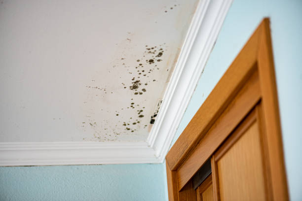 Trusted St Anthony, MN Mold Remediation Experts