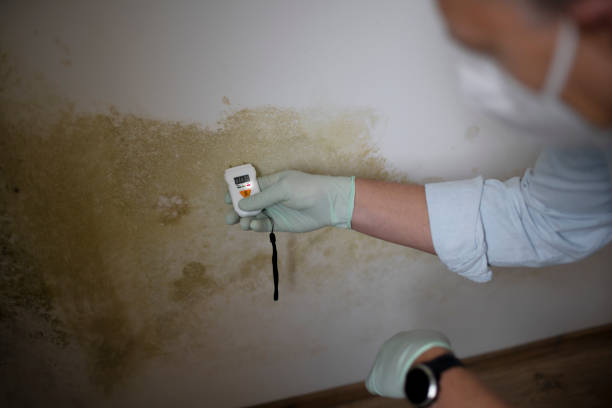 Best Residential Mold Remediation in St Anthony, MN