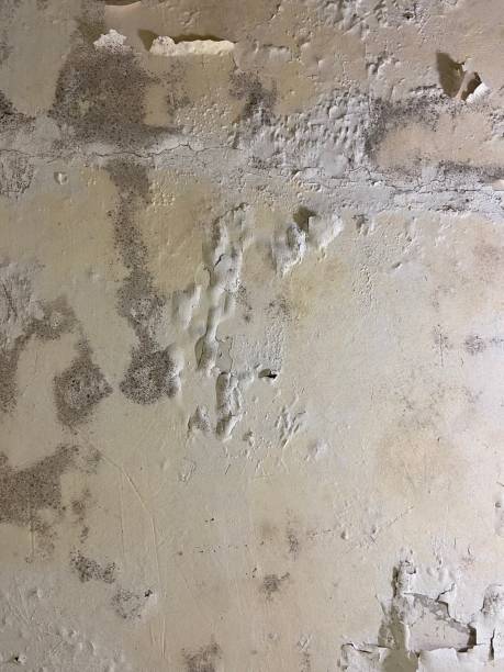 Best Basement Mold Remediation in St Anthony, MN