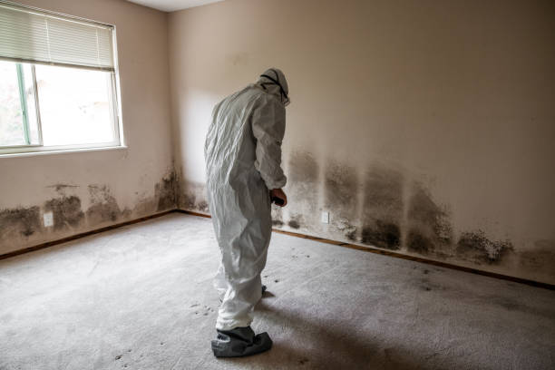 Best Commercial Mold Remediation in St Anthony, MN