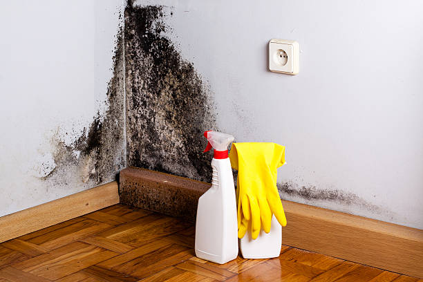 Best Kitchen Mold Remediation in St Anthony, MN