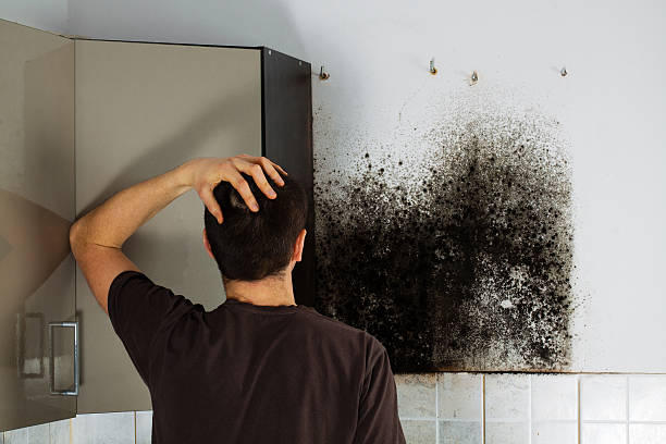 Best Mold Remediation for Schools in St Anthony, MN