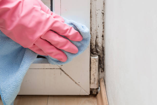 Best Black Mold Remediation in St Anthony, MN