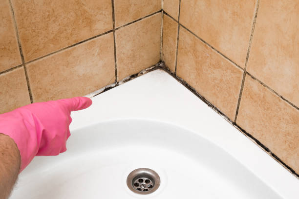 Best Bathroom Mold Remediation in St Anthony, MN